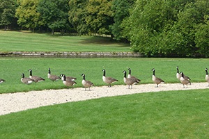 Canards se promenant dans le parc du château de Chantilly